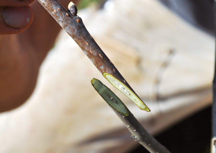 Trees That Grow Multiple Fruits: Why Graft Trees and How – Mother Earth ...